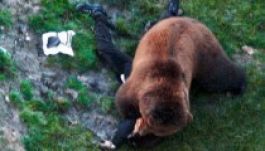 Medveriadót fújtak Dâmboviţa megyében