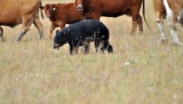 Dâmboviţa megye: naponta háztartásokat fosztogat a medve