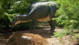 Dinónév kerestetik!