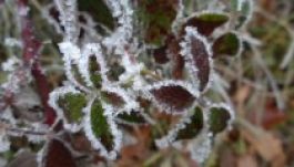 Idén ősszel először esett fagypont alá a hőmérséklet