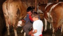 Igényelhető a fejőstehén és a húsmarha utáni támogatás