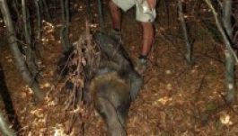 Máramarosban kilőtték a WWF medvéjét