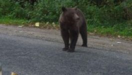 Medvetámadás: újabb halálos áldozat Dâmboviţa megyében