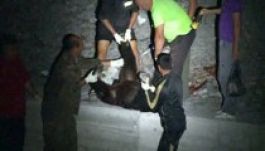 Kilőtték a három embert megtámadó medvét