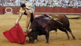 Nem ütközik a francia alkotmányba a bikaviadalok szervezése