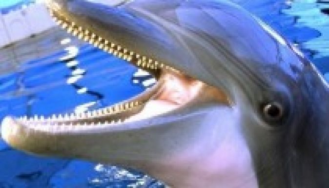 Gyilkos delfineket képez Ukrajna