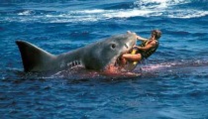 Cápa ölt meg egy kaliforniai szörföst