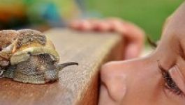 Grimaszok a zöld teliholdról