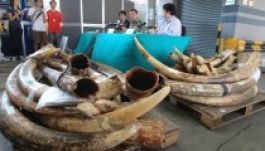 Elefántok legelésztek a Szamos partján