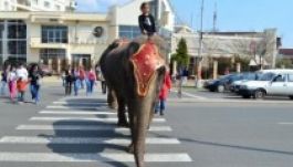 Elefántparádé Kolozsváron