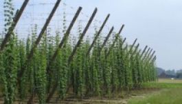 Fellendítenék az árpa- és komlótermesztést