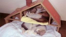 Legtöbb két kutya és két macska lehet egy háztartásban