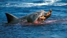 Cápa ölt meg egy kaliforniai szörföst