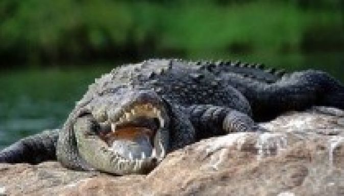 Krokodil falt fel egy hétéves gyereket