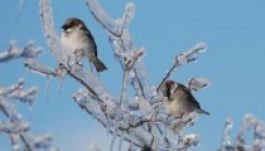 Mínusz hét fokot mértek csütörtökön Csíkszeredában