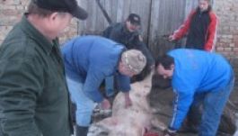 Háromszéken vágáskor továbbra is visít a disznó