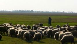 Háromszék: oszlásnak indult csecsemőtetem a mezőn