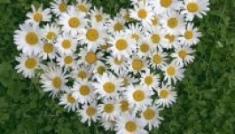 Örökbe veszek egy virágot