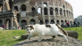 A római polgármester a macskák pártjára állt a művédőkkel szemben