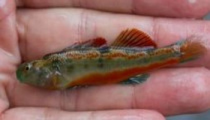 Obamáról neveztek el egy halat