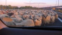 Sztráda a tengerpartig: egy autópálya eposza