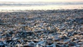 Száz tonna szardíniát vetett partra a víz Japánban