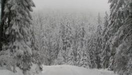 Megfagytak a részeges hunyadi fenyővadászok