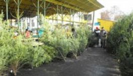 Angyalvárás: egyelőre pang az erdélyi fenyőpiac