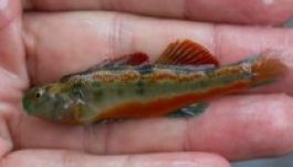 Obamáról neveztek el egy halat