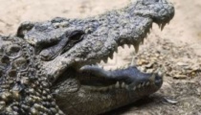 Tizenötezer krokodil szabadult el egy dél-afrikai farmról