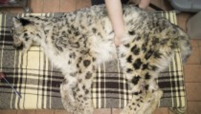 Gyógytornával állítanák lábra a mozgásképtelen hópárducot