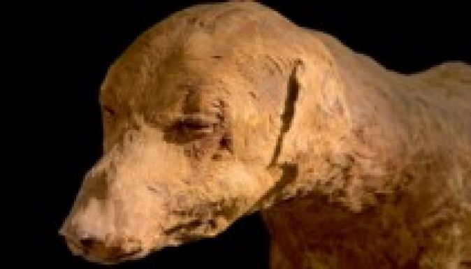 Nyolcmillió kutyamúmiát fedeztek fel véletlenül