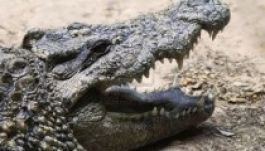 Tizenötezer krokodil szabadult el egy dél-afrikai farmról