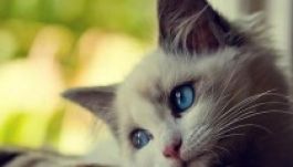 A kedves kis lények agressziót provokálnak