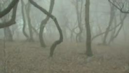 Kolozs megyében van a világ egyik legfélelmetesebb erdeje