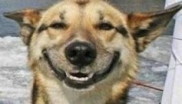 Kutya lopta el egy indiai üzletember pénzét 