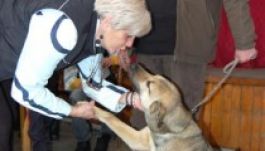 Németországba exportálnák a sepsiszentgyörgyi kóbor kutyákat