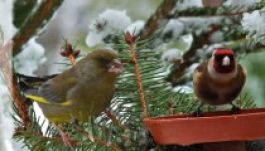 Itthon telelő madarainkról várnak fotókat