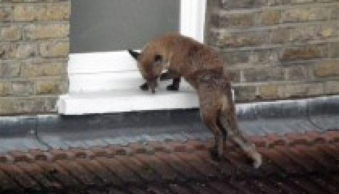 Róka támadott meg egy csecsemőt egy londoni házban