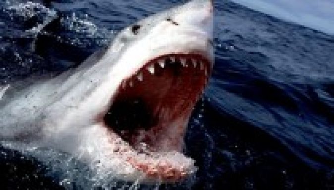 Fehércápa ölt meg egy férfit Új-Zélandnál