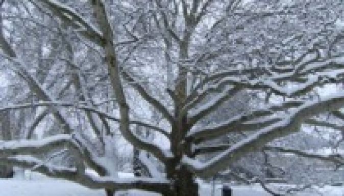 Még lehet szavazni Európa fájára, legesélyesebb az egri platán