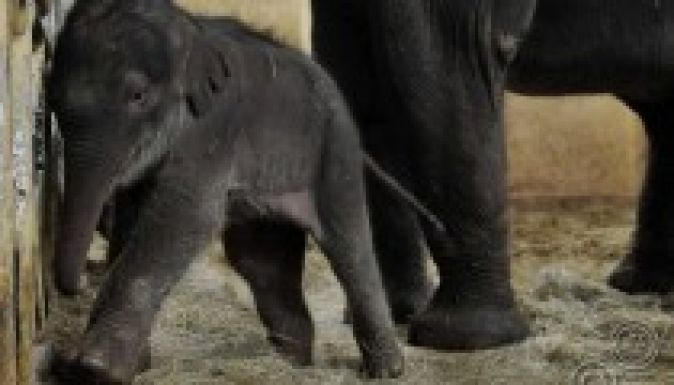 Lehet szavazni a hétfőtől látogatható pesti kiselefánt nevére