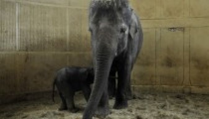 Önállóan szopik a Bálint-napon született pesti elefántbébi