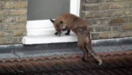 Róka támadott meg egy csecsemőt egy londoni házban