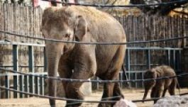 Az Asha nevet kapta a budapesti kiselefánt 