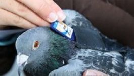 A postagalamb titka: hanghullám-térkép? 