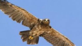 Darázska szerint lassan, de biztosan közeleg a tavasz