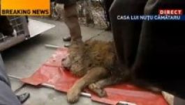 Oroszlánokkal ijesztgette adósait Nuţu Cămătaru