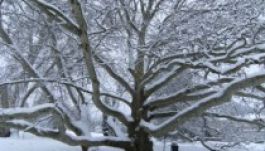 Még lehet szavazni Európa fájára, legesélyesebb az egri platán