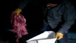 Egy tonna húst dobtak a Tarnicába, a tettest keresik